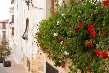 Red geranium flowers on a balcony on the street of the old town of La Nucia, Spain
