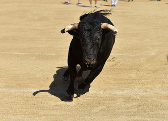 toro poderoso en españa