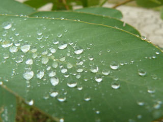 Naturaleza viva