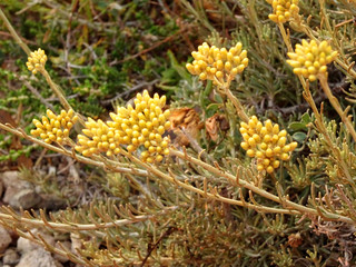 黄色いお花（ギリシャ）