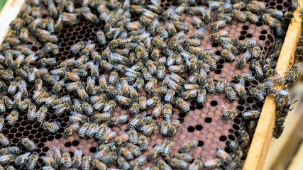 Bees on dark old wax with sealed brood and open cells with honey.