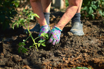 Environment Earth Day In the hands of trees growing seedlings. Close up Farmer hand planting sprout
