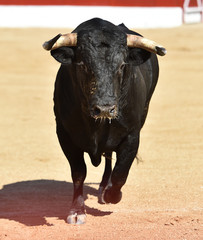 toro bravo español corriendo en una plaza de toros