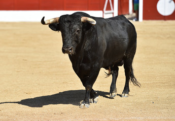 toro bravo español corriendo en una plaza de toros