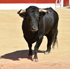 gran toro español en una plaza de toros