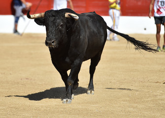 toro bravo espa&ntilde;ol corriendo en una plaza de toros