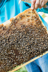 working bee on comb foundation. colony of bees