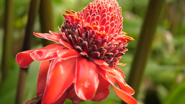 Close up footage of beautiful big red flower in JArdin del Balata park on French Caribbean island Martinique.