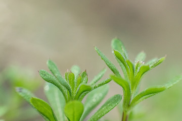 Galium aparine cleavers, obin-run-the-hedge, sticky willy, sticky willow, stickyjack,  use in traditional medicine for treatment of disorders of lymph systems close-up In spring