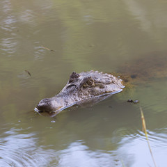 crocodile in water