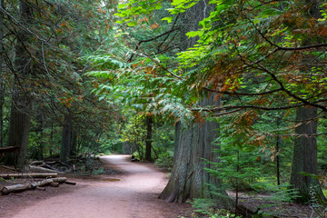 Avalanche Lake Traail in West Glacier, Glacier National Park, climbs through a forest where the power of nature's storms is visible.