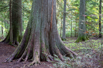 Avalanche Lake Traail in West Glacier, Glacier National Park, climbs through a forest where the power of nature's storms is visible.