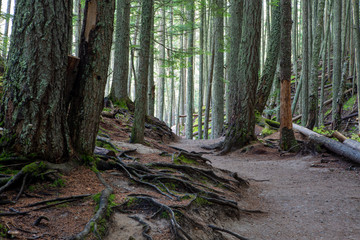 Avalanche Lake Traail in West Glacier, Glacier National Park, climbs through a forest where the power of nature's storms is visible.