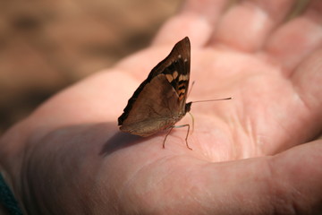 buterfly on a hand