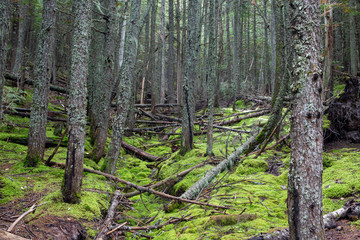 Fototapeta premium Avalanche Lake Traail in West Glacier, Glacier National Park, climbs through a forest where the power of nature's storms is visible.
