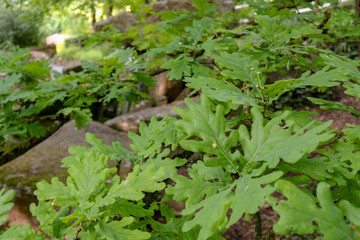 Close up of fresh green leaves in the garden