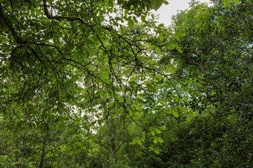 Fototapeta na wymiar green leaves of tree canopy, low angle view