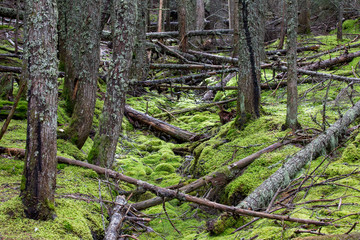Avalanche Lake Traail in West Glacier, Glacier National Park, climbs through a forest where the power of nature's storms is visible.