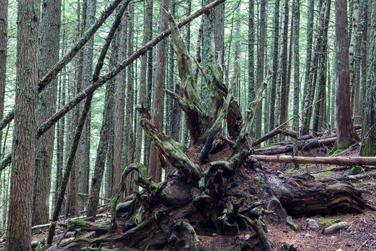 Avalanche Lake Traail in West Glacier, Glacier National Park, climbs through a forest where the power of nature's storms is visible.