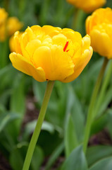 Obraz premium beautiful yellow tulip in the garden bokeh