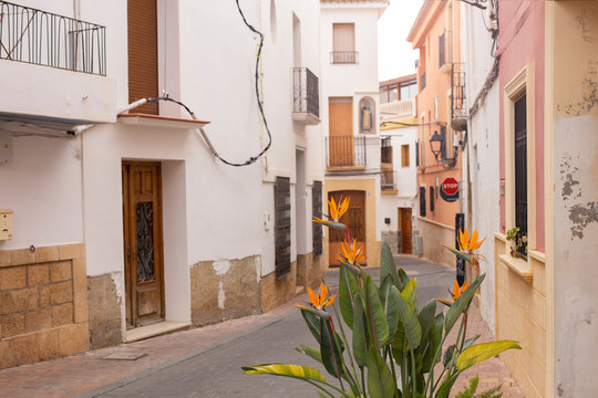 Exotic flower in the foreground on a narrow street with colorful houses of the old city in La Nucia, province of Alicante, Spain