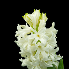 white hyacinth Macro shot isolated on black