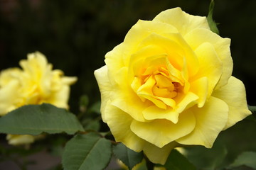 yellow rose with water drops of morning dew