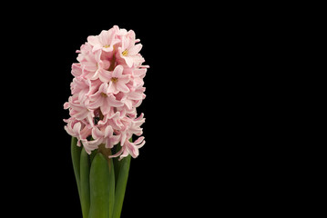 close up pink hyacinth flowers isolated on black