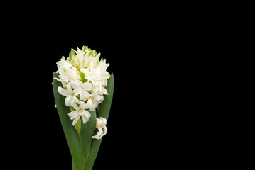 close up white hyacinth flowers isolated on black