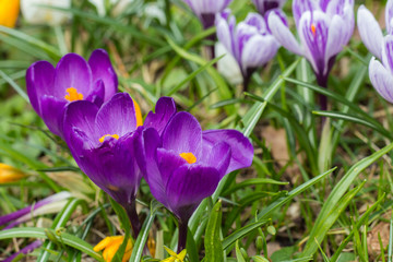 Crocuses - an early spring flowers