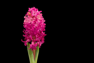 close up pink hyacinth flowers isolated on black