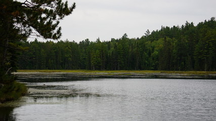 Fototapeta premium lake in the woods