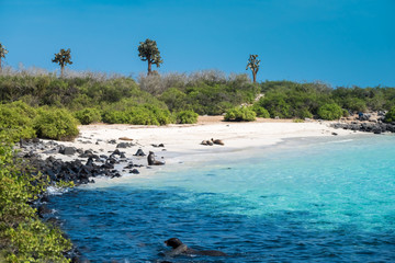 Obraz premium Primeval coastal landscapes on Santa Fe Island, with sea lions, marine iguanas and boobies, Galapagos Islands, Ecuador