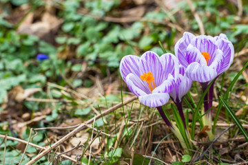 Crocuses - an early spring flowers