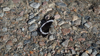 butterfly on rocks