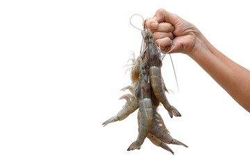 Fresh shrimps in hand isolate on white background.