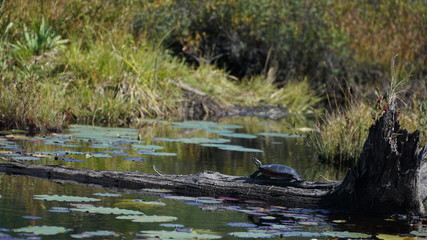turtle on a log