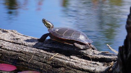 turtle on a log