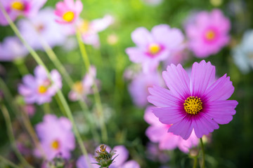 Fototapeta premium Beautiful Cosmos flowers in garden. Nature background.
