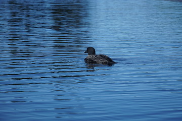 common loon on the lake
