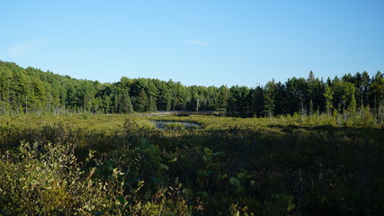 pond in the forest