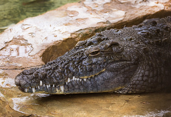 Nile crocodile (Crocodylus niloticus) is a large crocodilian native to freshwater habitats in Africa. Reptile head.