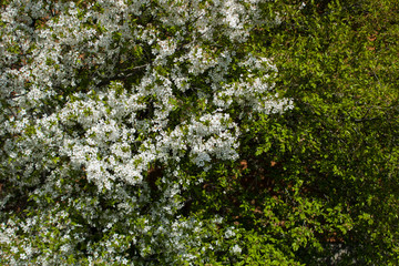 fruit tree flowers