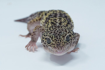 gecko on white background