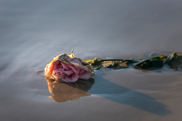 Lost Love, Rose laying on the beach, Byron Bay Australia