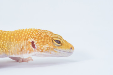 gecko in white background