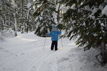 nordic walking in the snow