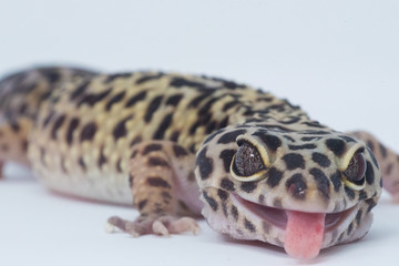 gecko funny