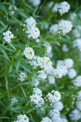 Sweet Alyssum, small white flowers