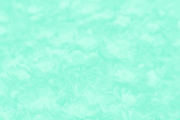 Light green gradient background with flowers. Flowers pattern